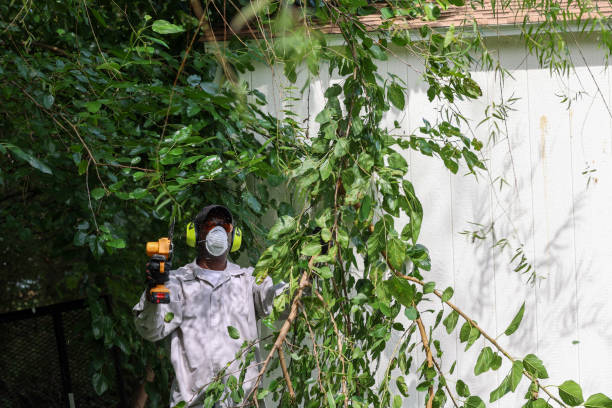 Lawn Pest Prevention in Ave Maria, FL