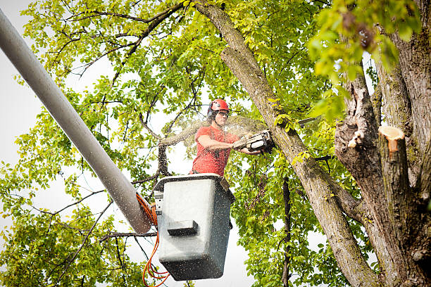 Best Tree Maintenance Programs  in Ave Maria, FL