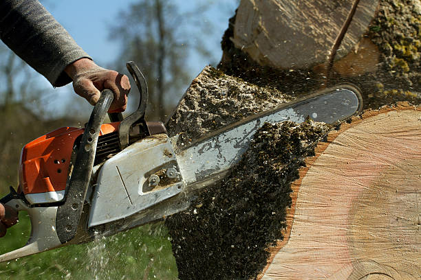 Trusted Ave Maria, FL Tree Removal Experts